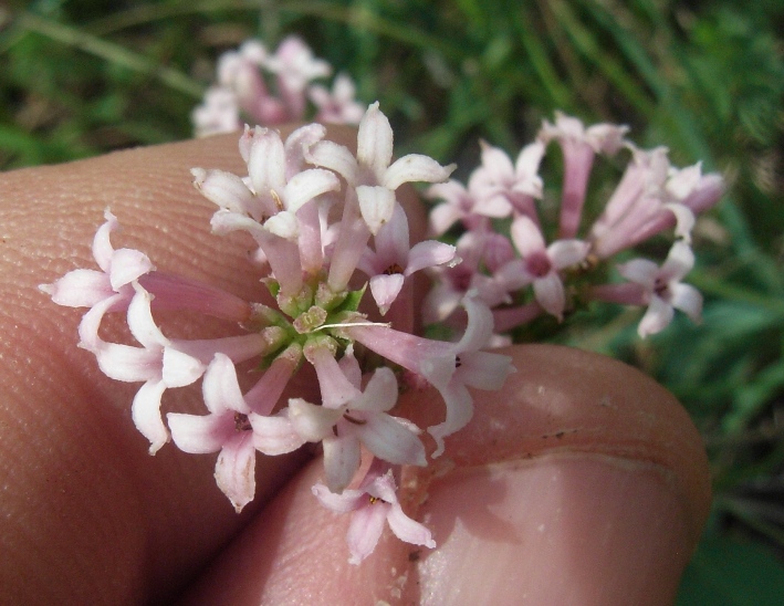 Asperula cynanchica